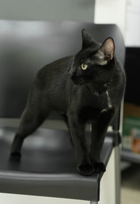 Black cat standing on an exam table
