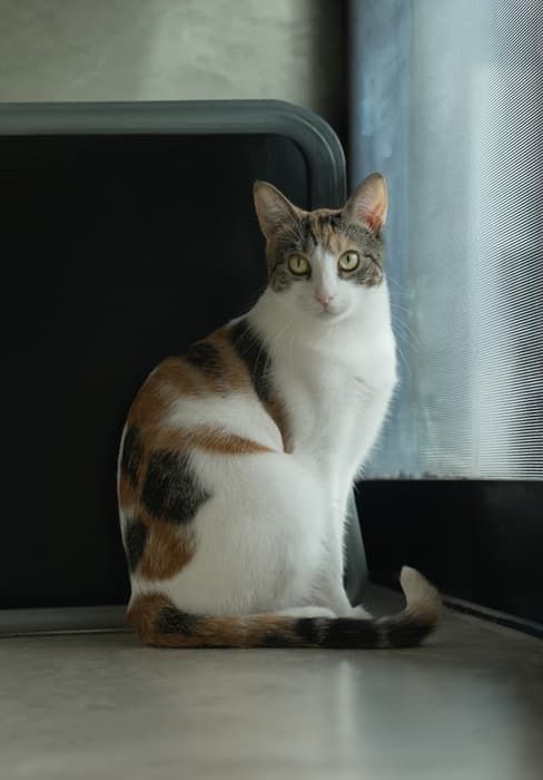 Calico cat sitting calmly by a window