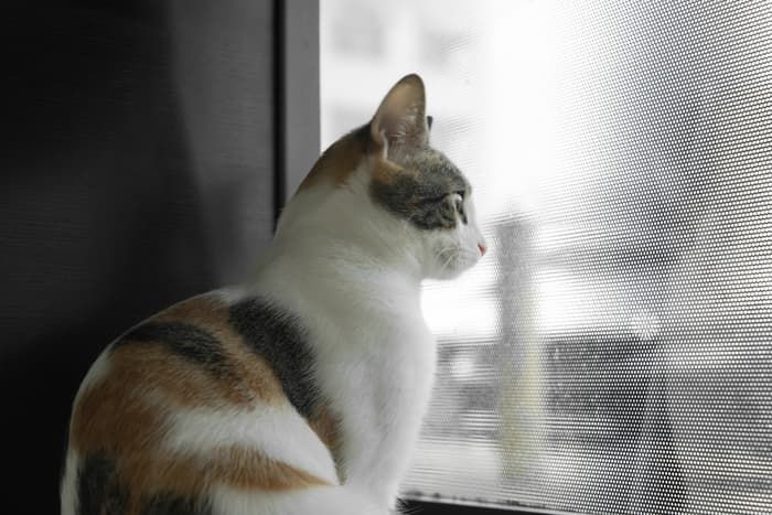 Calico cat looking out a window