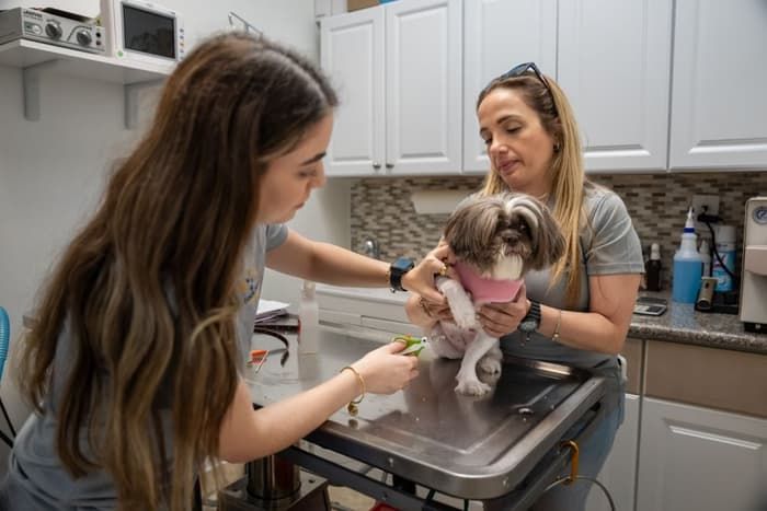 Staff grooming a Shih Tzu on the table