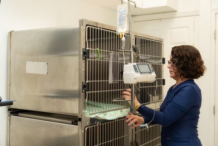 Vet monitoring an IV fluid pump on a hospitalized patient