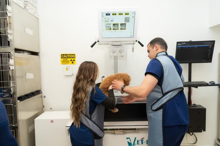 Veterinary staff positioning a poodle for a digital X-ray