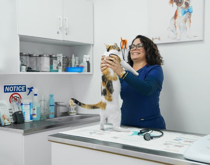 Vet team member lifting a calico cat during an exam