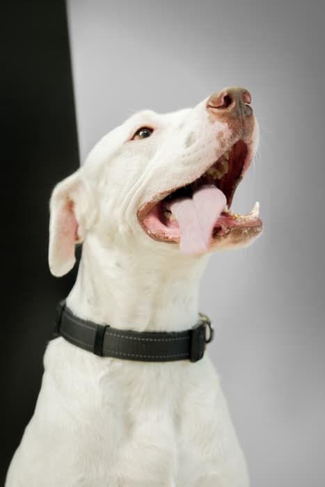 White dog portrait with mouth open, mid-pant