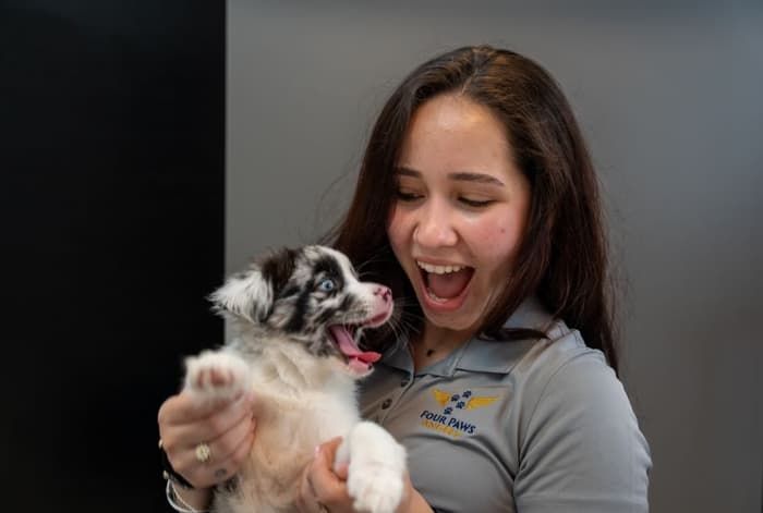 Staff member laughing while holding an Australian Shepherd puppy