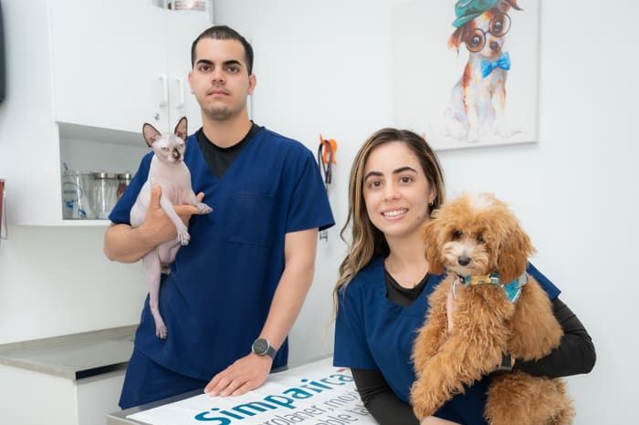Veterinary staff holding a sphynx cat and a poodle in the exam room