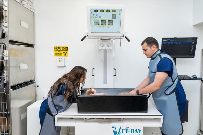 Veterinary team performing a digital X-ray on a dog