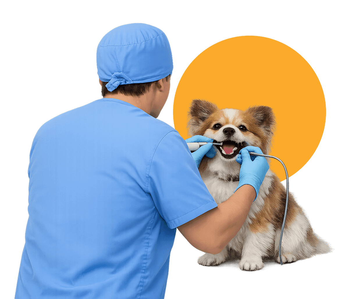Veterinary Dentistry